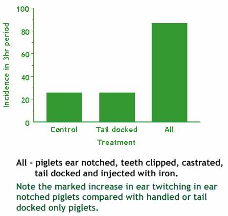 Graph showing the incidence of ear twitching seen in piglets three days after ear notching and other husbandry practices