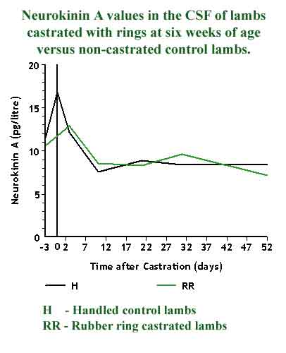 Graph showing Neurokinin A values in the CSF of lambs castrated with rings at six weeks of age versus non-castrated control lambs