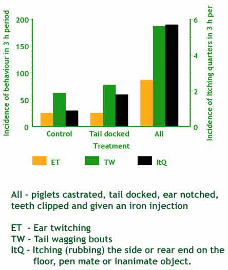 Graph of the incidence of ear twitching, tail wagging and itching quarters in piglets in a three hour period three days after various husbandry treatments