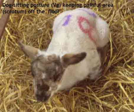 Picture of week old lamb showing a form of dog sitting (Vg), after castration. He appears to be trying to keep the painful area (scrotum) off the ground