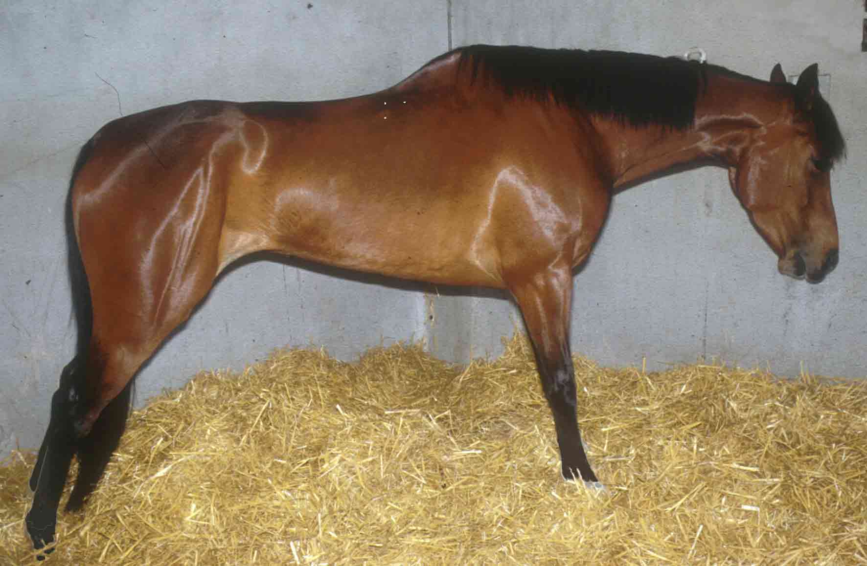 Bay horse with colic showing stretching