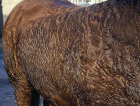 Horse with severe colic, here associated with Grass Sickness, showing sweating