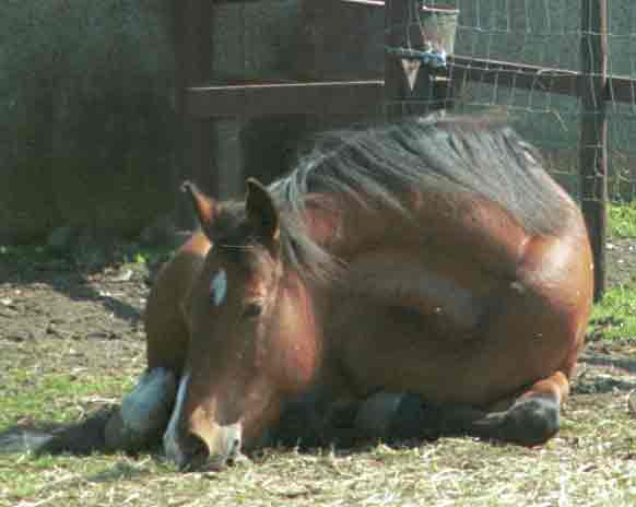 Picture of a bay pony lying in a ventral posture with the head down