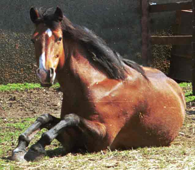 Photo of: bay pony about to get up as person approaches, a normal evoked response.