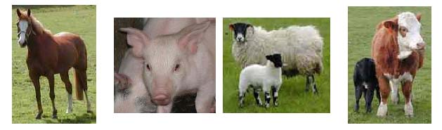 Horse standing in field, pig's face, sheep and lamb, cow and calf