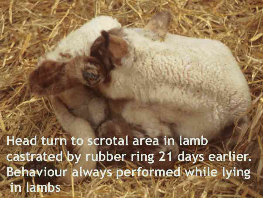 Picture of lamb head turning to the scrotal region 21 days after rubber ring castration at a week of age