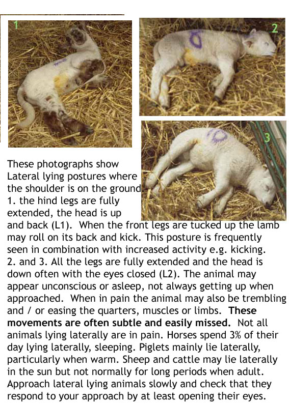 Three lambs showing lateral lying with the head up (L1) and head down (L2)