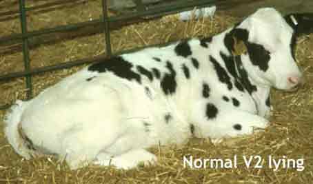 Picture showing a Holstein calf lying in a normal ventral (sternal) posture with the head up (V2)