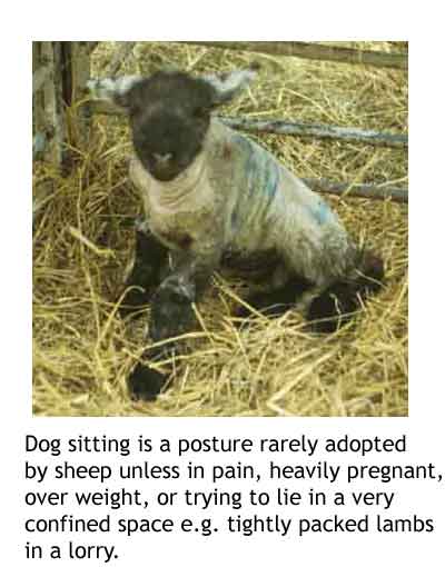 Suffolk cross lamb showing dog sitting after rubber ring castration