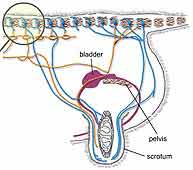 Central Mechanisms