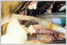 Beading Doxirobe along gingival margin