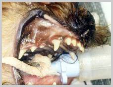 Enamel hypocalcification in a Yorkshire Terrier after restoration with flowable composite