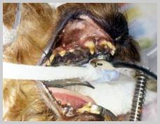 Enamel hypocalcification in a Yorkshire Terrier before restoration with flowable composite