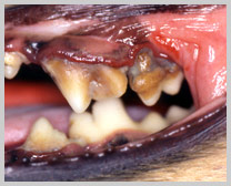 Severe gross disease