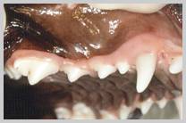 Normal periodontium