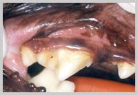 Marginal gingivitis