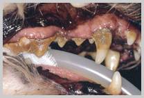 Grossly severe disease