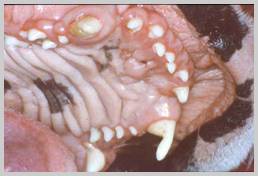 Severe attrition of canine teeth due to abnormal chewing