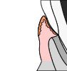 Gingiva