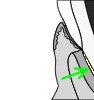 Cementum