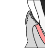 Periodontal ligament