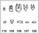 Section from dog chart