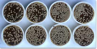 Contact plates containing modified Dixon's agar