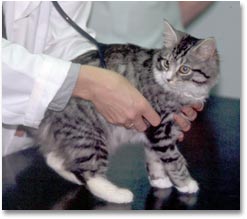 vet examining cat