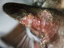 Cat ear with crusting lesions of pemphigus foliaceus