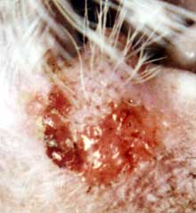 Close up of blisters on ear in feline pemphigus foliaceus