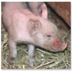 Porcine skin is sparsely haired. The muzzle lesion is a bite wound