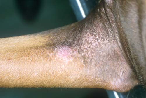 Skin: eosinophilic folliculitis and furunculosis in dogs ...