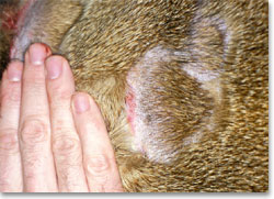 Dog with an unusual manifestation of pyoderma
