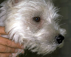 Face of a West Highland white terrier with atopy