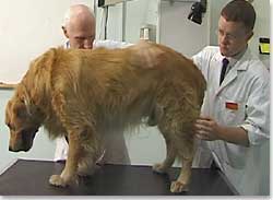 Brush the coat vigourously