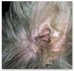 Mild ceruminous otitis externa in a dog