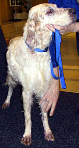 Dog with cheyletiellosis