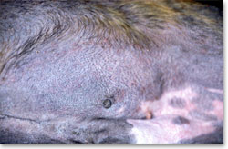 Comedones and alopecia in a Boxer with generalised demodicosis