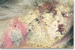 Severe crusting in a dog with scabies of several months duration