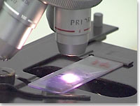 Microscope slide