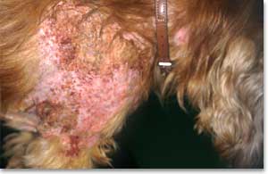 Severe excoriations in a dog with scabies