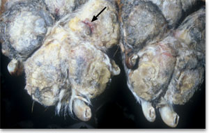 Severe footpad hyperheratosis with fissures in a dog with necrolytic migratory erythema