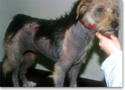 Extensive hyperpigmentation in a dog with chronic Malassezia dermatitis