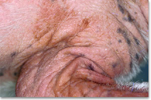 Prominent lichenification in a dog with chronic atopy and Malassezia dermatitis