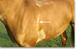 Horse with linear alopecia