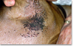 Macular areas of hyperpigmentation