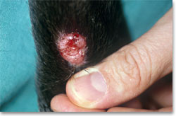 Nodular lesion on the limb of a dog