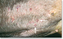 Diffuse papular eruption