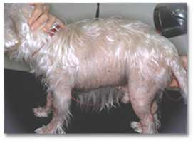 dog with pendulous abdomen