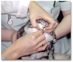 cat being given pills